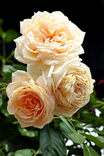 CM in voller Blüte_smaller.webp
