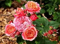 Mary-Ann blüht_smaller.webp