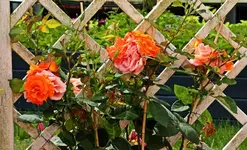 Orange Dawn2_smaller.webp