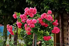 Rosarium Uetersen in voller Blüte_smaller.webp