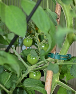 Tomis kommen langsam_smaller.webp