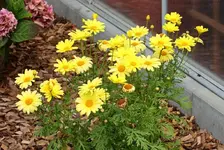 gelbe Margerite_smaller.webp