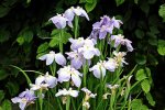 hellblaue Iris_smaller.jpg