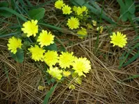 Wildblumen v (1).webp