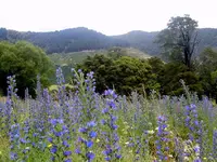 Wildblumen v (2).webp