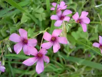 Wildblumen v (4).webp