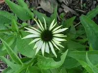 CIMG0546.webp