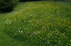 unsere Märchenwiese.webp