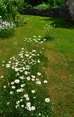 unsere Märchenwiese1.webp