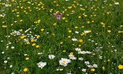 unsere Märchenwiese2jpg.webp