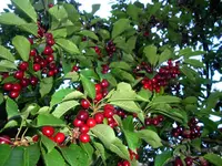 cherries.webp