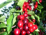 cherries2.jpg