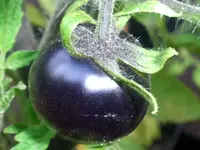indigo_rose.webp