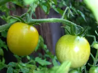 orangino_f1.webp