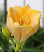 IMG_0521.webp