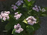 HPIM7715.webp