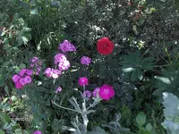 HPIM7716.webp