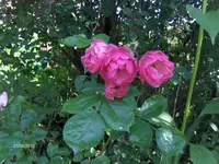 HPIM7717.webp