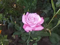HPIM7719.webp