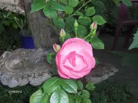 HPIM7721.webp