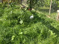 HPIM7801.webp