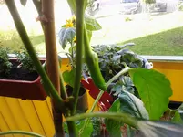 20120624_083219.webp