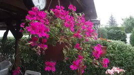 juni 008.webp