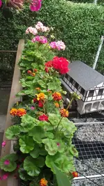 juni 009.webp