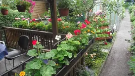 juni 010.webp
