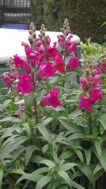 juni 031.webp