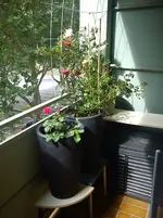 DSC00545.webp
