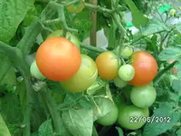 BILD0971.webp