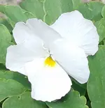 Hornveilchen (selbst), 22.06.12.webp