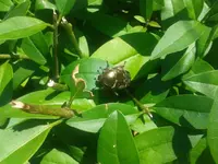 16. Katzenfee - Goldkäfer.webp 16. Katzenfee - Goldkäfer.webp