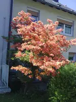 Baumfund.webp Baumfund.webp