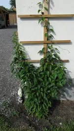 obst_kiwi_03_20120624.webp
