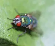 17. Jazz Brazil - Schau ich nicht lieb gez. die Mück..webp 17. Jazz Brazil - Schau ich nicht lieb gez. die Mück..webp