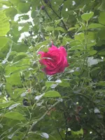 Kletterrose pink cloud (600x800).webp
