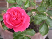 Rose - rosarium ueterson (800x600).webp