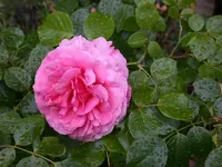Rose aloha 2009 (800x600).webp