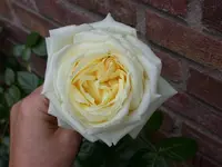 Schnewittchen 2009 (800x600).webp