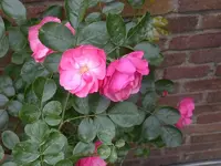 Unbekannte Rose ungefüllt (800x600).webp