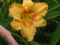 IMG_designer gold2_1024x768.webp