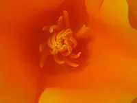 IMG_9898_800x600.webp