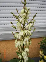 CIMG1079.webp