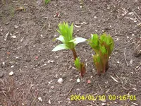 SA500168.webp