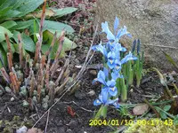 SA500171.webp