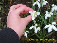 SA500183.webp