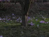 0059 Krokusse unterm Pflaumenbaum.webp