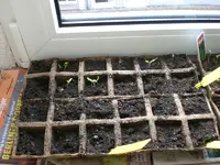 Gartenkinderstube1 001.webp